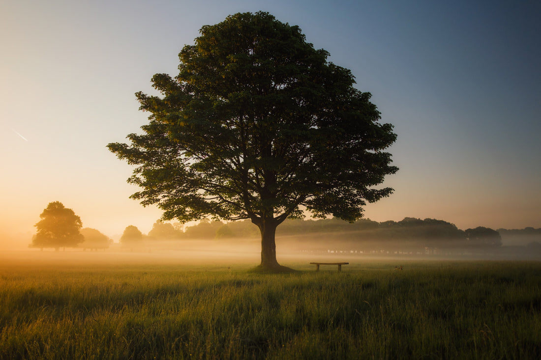 Harmonizing Life: Exploring the Monastic Way of Living and Its Synergy with Planners